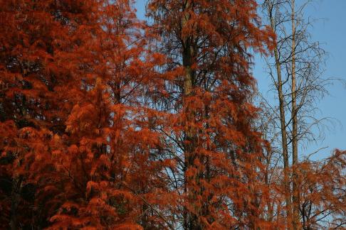 A tree is crimson 1