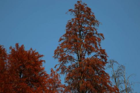 A tree is crimson 2