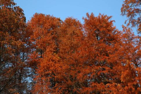 A tree is crimson 3