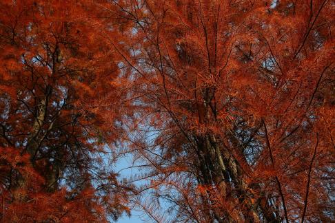 A tree is crimson 4