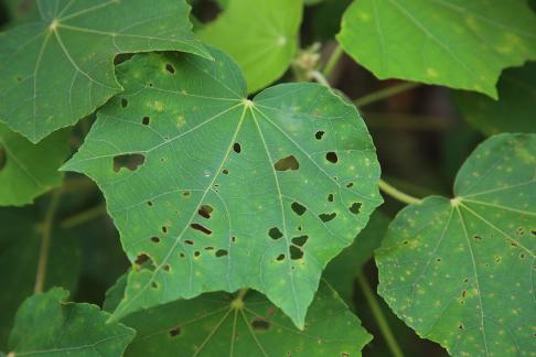 One leaf withered and new 2