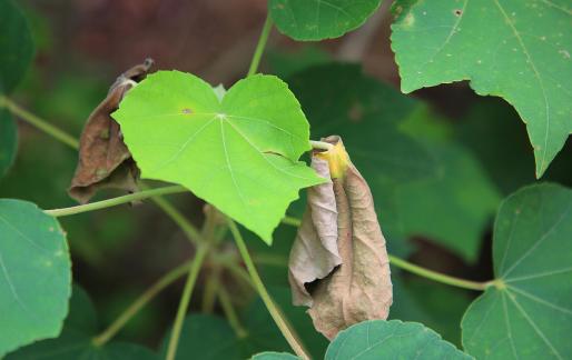 One leaf withered and new 3