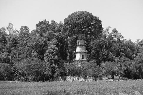 Tower and Tree 5