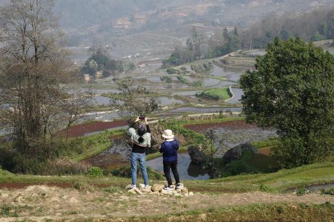 Terraced field scenery