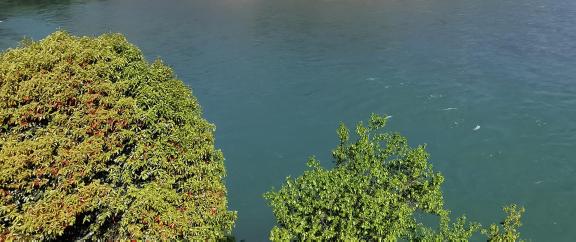 Water edge green