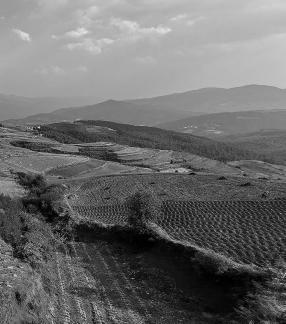 The longing of the earth 11
