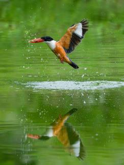 Fishing reflection