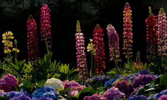 Flowers in dark