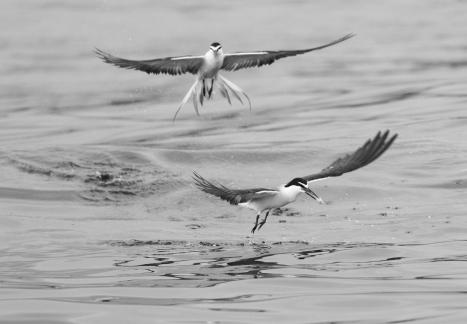 Birds in their daily lives