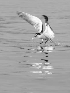 Majestic poses on the water