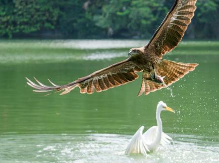 Eagle hunts fish