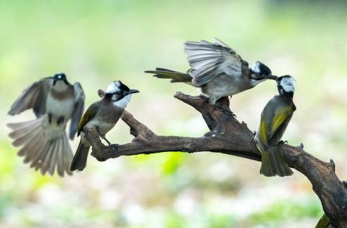 Little birds whisper