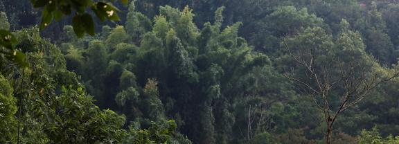 Green in the Green Mountains 1