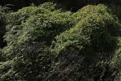 Green in the Green Mountains 2