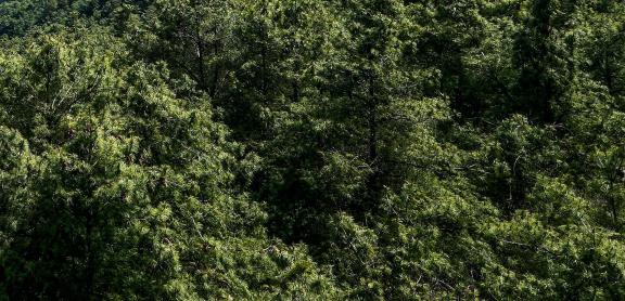 Forest Language 9