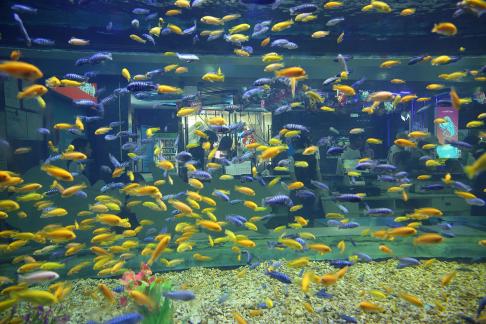 Aquarium Tour 49