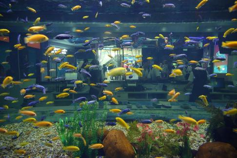 Aquarium Tour 50