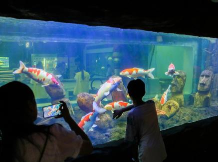 Aquarium Tour 52