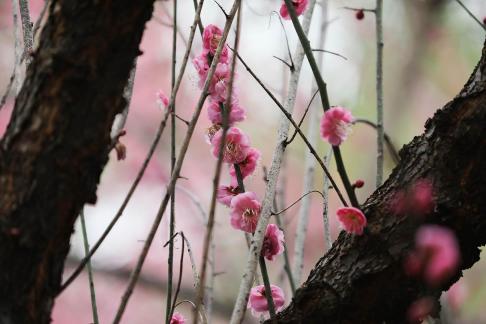 Red Plum Praise 13
