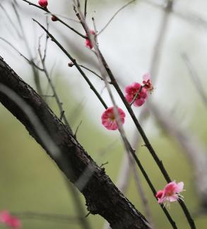 Red Plum Praise 14