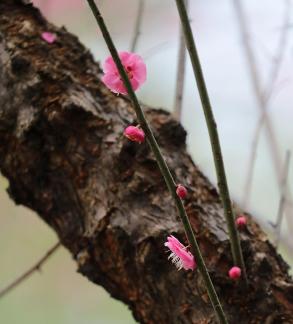 Red Plum Praise 15