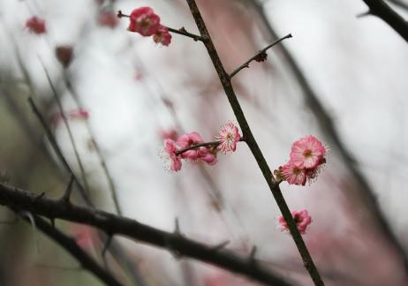 Red Plum Praise 16