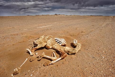 The Gobi desert