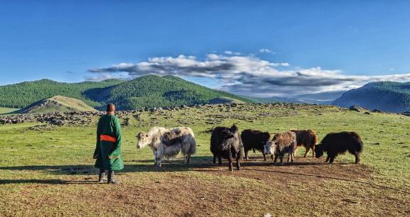Mongolian shepherd