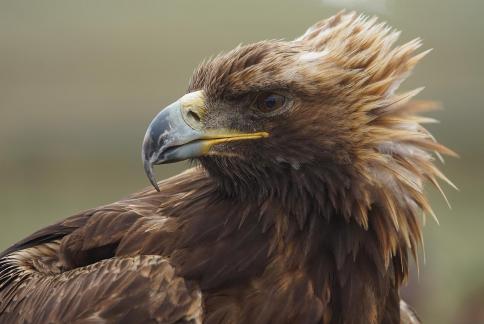 Golden eagle