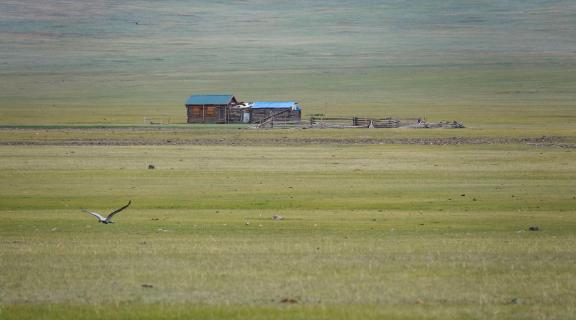 Mongolian farm