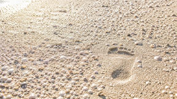 Traces