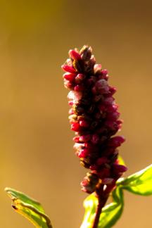 Familiar plants 4