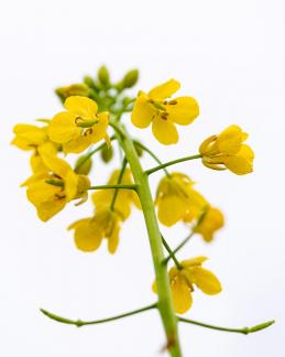 bloom 4