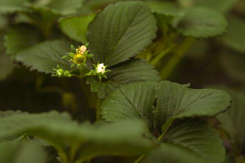 Field weeds 1