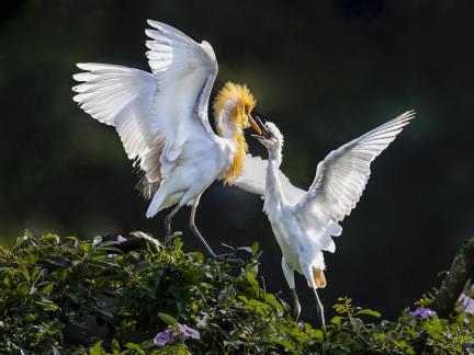 Bubulcus ibis