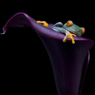 TREE FROGS AND FLOWERS 2