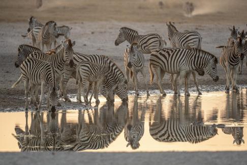 Zebras drinking water25