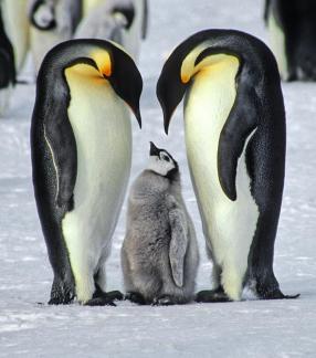 Emperor penguin parents with chick