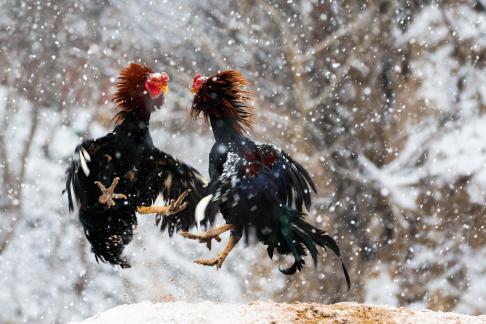 Cockfighting in the snow 2