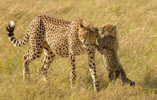 Cheetahs with spotted coats28