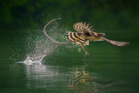 Flying Catching