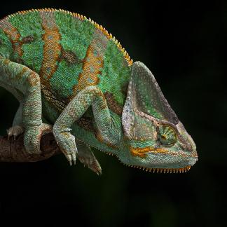 Lazy Chameleon