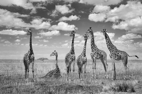 Good Day giraffes