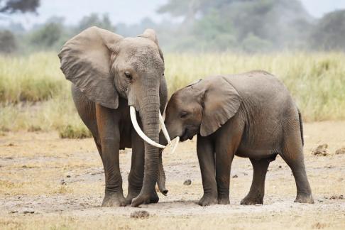 Elephant Motherhood 3