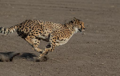 Cheetah In Pursuit 108
