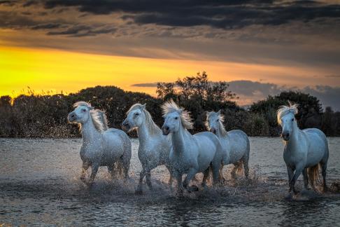 Camargue horses at sunset 22