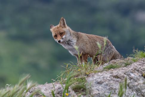 Posing fox 1