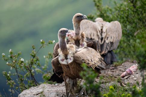 Vultures meal 9