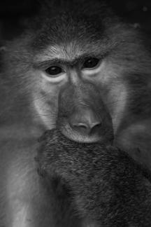 The thinking macaque