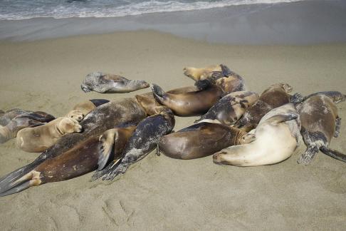 Seals resting on the beach